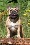 BOULEDOGUE FRANCAIS 010